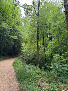 Ein Bild, das draußen, Pflanze, Baum, Wald enthält.

Automatisch generierte Beschreibung