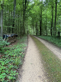 Ein Bild, das draußen, Pflanze, Gras, Wald enthält.

Automatisch generierte Beschreibung