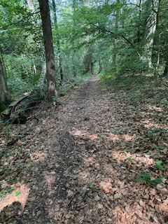 Ein Bild, das draußen, Wald, Gelände, Umwelt enthält.

Automatisch generierte Beschreibung