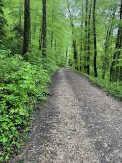 Ein Bild, das draußen, Wald, Gelände, Weg enthält.

Automatisch generierte Beschreibung