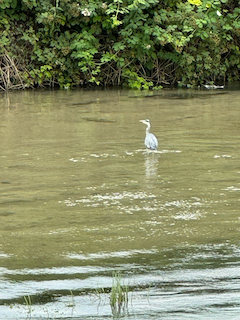 Ein Bild, das draußen, Wasser, Wasservögel, See enthält.

Automatisch generierte Beschreibung