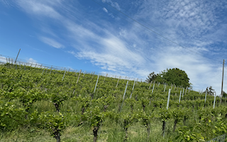 Ein Bild, das draußen, Wolke, Gras, Himmel enthält. Automatisch generierte Beschreibung