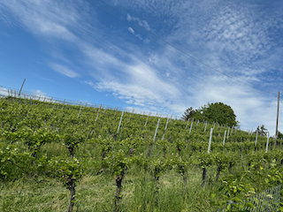 Ein Bild, das draußen, Wolke, Gras, Himmel enthält.

Automatisch generierte Beschreibung