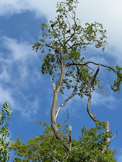 Ein Bild, das draußen, Wolke, Himmel, Pflanze enthält.

Automatisch generierte Beschreibung