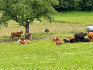 Ein Bild, das Gras, draußen, Baum, Feld enthält.

Automatisch generierte Beschreibung