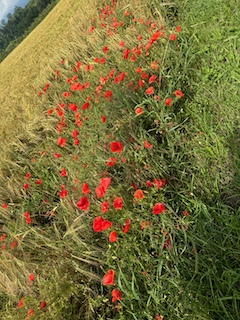 Ein Bild, das Gras, draußen, Pflanze, Blume enthält.

Automatisch generierte Beschreibung