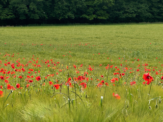 Ein Bild, das Gras, draußen, Pflanze, Feld enthält.

Automatisch generierte Beschreibung