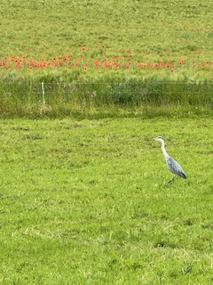 Ein Bild, das Gras, draußen, Wasservögel, Vogel enthält.

Automatisch generierte Beschreibung