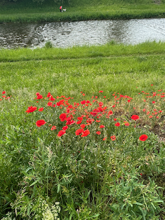 Ein Bild, das Gras, Pflanze, draußen, Blume enthält.

Automatisch generierte Beschreibung