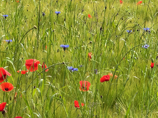 Ein Bild, das Pflanze, Blume, Gras, draußen enthält.

Automatisch generierte Beschreibung