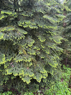 Ein Bild, das Pflanze, draußen, Baum, Vegetation enthält.

Automatisch generierte Beschreibung