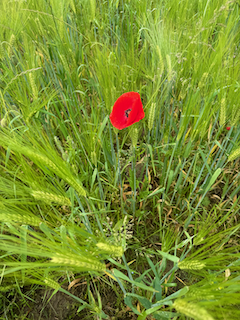 Ein Bild, das Pflanze, Gras, Blume, draußen enthält.

Automatisch generierte Beschreibung