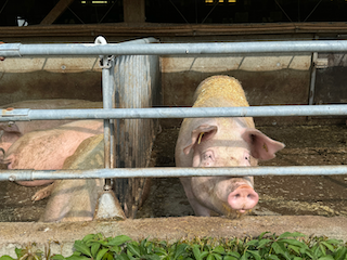 Ein Bild, das Säugetier, Schwein, Hausschwein, Echte Schweine enthält.

Automatisch generierte Beschreibung