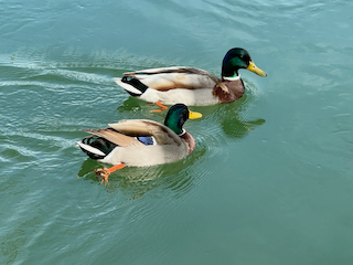 Ein Bild, das Wasservögel, Vogel, Ente, Wasser enthält.

Automatisch generierte Beschreibung