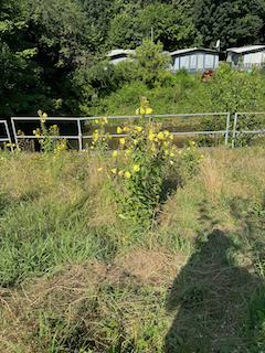 Ein Bild, das draußen, Baum, Gras, Blume enthält.

Automatisch generierte Beschreibung