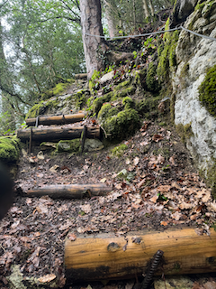 Ein Bild, das draußen, Baum, Pflanze, Holz enthält.

Automatisch generierte Beschreibung