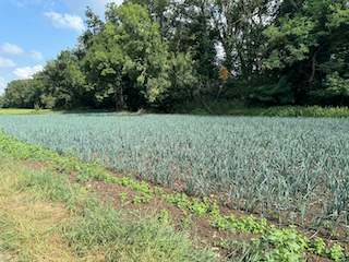 Ein Bild, das draußen, Gras, Baum, Himmel enthält.

Automatisch generierte Beschreibung