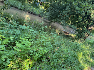 Ein Bild, das draußen, Gras, Baum, Vegetation enthält.

Automatisch generierte Beschreibung