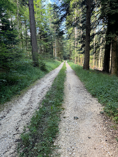 Ein Bild, das draußen, Gras, Gelände, Wald enthält.

Automatisch generierte Beschreibung