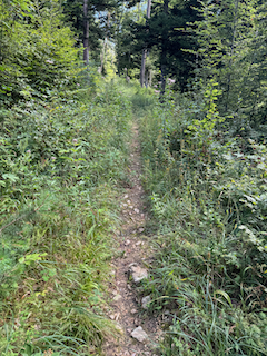 Ein Bild, das draußen, Gras, Halbstrauch, Pflanzengesellschaft enthält.

Automatisch generierte Beschreibung