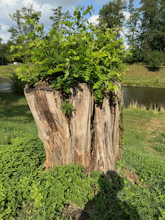 Ein Bild, das draußen, Gras, Himmel, Baum enthält.

Automatisch generierte Beschreibung