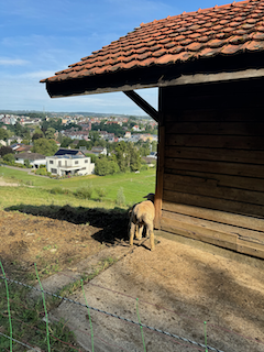 Ein Bild, das draußen, Gras, Himmel, Hund enthält.

Automatisch generierte Beschreibung