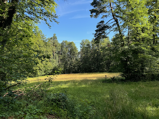 Ein Bild, das draußen, Gras, Himmel, Pflanze enthält.

Automatisch generierte Beschreibung