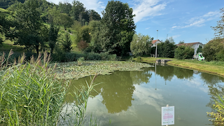 Ein Bild, das draußen, Gras, Pflanze, Wolke enthält. Automatisch generierte Beschreibung