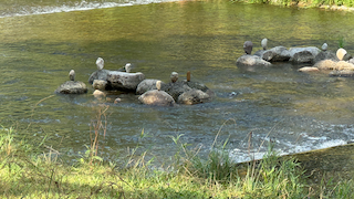 Ein Bild, das draußen, Gras, Wasser, Pflanze enthält. Automatisch generierte Beschreibung