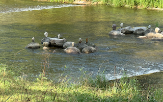 Ein Bild, das draußen, Gras, Wasser, Pflanze enthält. Automatisch generierte Beschreibung