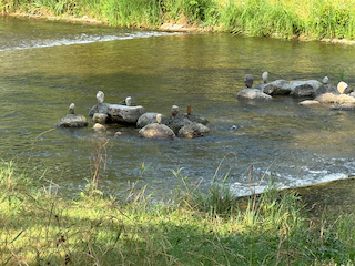 Ein Bild, das draußen, Gras, Wasser, Pflanze enthält.

Automatisch generierte Beschreibung