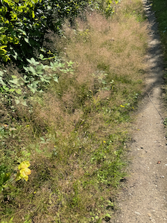 Ein Bild, das draußen, Halbstrauch, Pflanzengesellschaft, Natur enthält.

Automatisch generierte Beschreibung