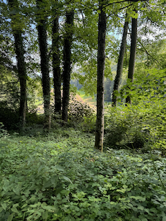 Ein Bild, das draußen, Pflanze, Baum, Vegetation enthält.

Automatisch generierte Beschreibung