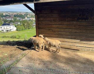 Ein Bild, das draußen, Säugetier, Gras, Gelände enthält.

Automatisch generierte Beschreibung