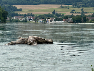 Ein Bild, das draußen, Wasser, Baum, Säugetier enthält.

Automatisch generierte Beschreibung