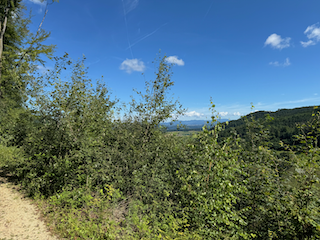 Ein Bild, das draußen, Wolke, Baum, Pflanze enthält.

Automatisch generierte Beschreibung