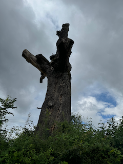 Ein Bild, das draußen, Wolke, Statue, Baum enthält.

Automatisch generierte Beschreibung