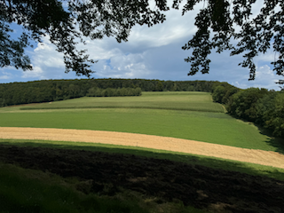 Ein Bild, das Gras, draußen, Himmel, Baum enthält.

Automatisch generierte Beschreibung