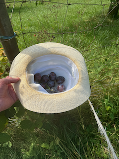 Ein Bild, das Gras, draußen, Pflanze, Frucht enthält.

Automatisch generierte Beschreibung