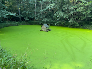 Ein Bild, das Gras, draußen, Pflanze, Wasser enthält.

Automatisch generierte Beschreibung