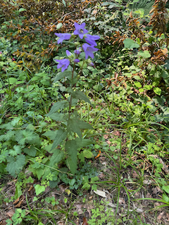 Ein Bild, das Pflanze, Blume, draußen, Halbstrauch enthält.

Automatisch generierte Beschreibung