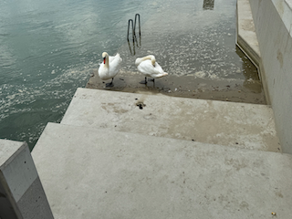 Ein Bild, das Wasservögel, draußen, Vogel, Wasser enthält.

Automatisch generierte Beschreibung