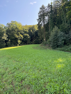 Ein Bild, das draußen, Baum, Feld, Himmel enthält.

Automatisch generierte Beschreibung