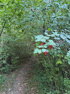 Ein Bild, das draußen, Baum, Halbstrauch, Blume enthält.

Automatisch generierte Beschreibung