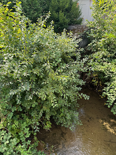 Ein Bild, das draußen, Baum, Wasser, Pflanze enthält.

Automatisch generierte Beschreibung