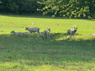 Ein Bild, das Gras, draußen, Feld, Baum enthält.

Automatisch generierte Beschreibung