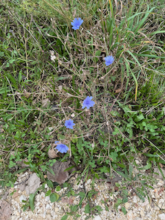 Ein Bild, das Pflanze, Blume, draußen, Gras enthält.

Automatisch generierte Beschreibung