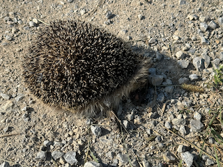 Ein Bild, das Säugetier, Igel, draußen, Gelände enthält.

Automatisch generierte Beschreibung