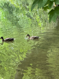 Ein Bild, das Wasservögel, Vogel, draußen, Ente enthält.

Automatisch generierte Beschreibung